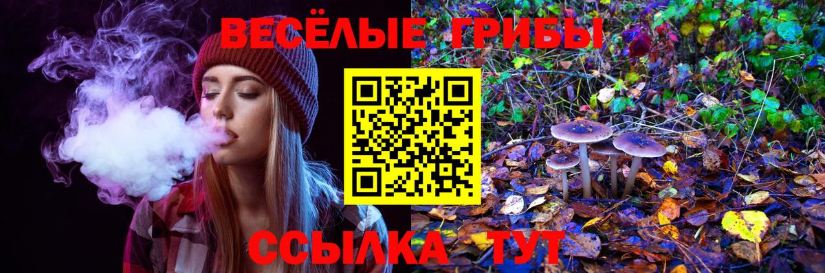 Псилоцибиновые грибы прущие грибы  Тавда  Псилоцибиновые грибы Psilocybe 